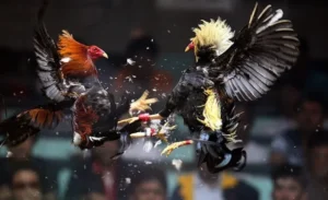 Cách Chơi Đá Gà Sabong Tại AE888 Chi Tiết Cho Người Mới Thành Cao Thủ