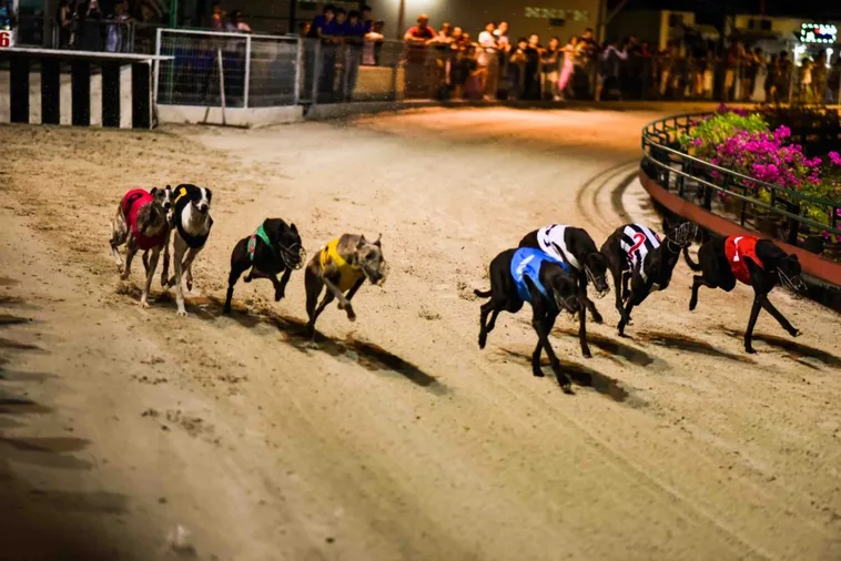 Hướng Dẫn Cách Chơi Game Nhanh Đua Chó AE888 Với Xác Suất Thắng Cao 2 Hướng Dẫn Cách Chơi Game Nhanh Đua Chó AE888 Với Xác Suất Thắng Cao